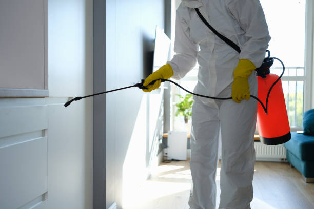 Best Attic Mold Remediation in Boyes Hot Springs, CA