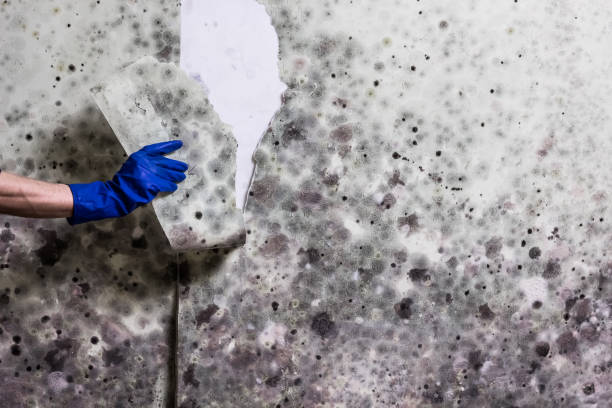 Reliable Boyes Hot Springs, CA Mold Remediation Solutions